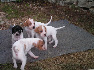 des Boutées de Quefelec - News des chiots