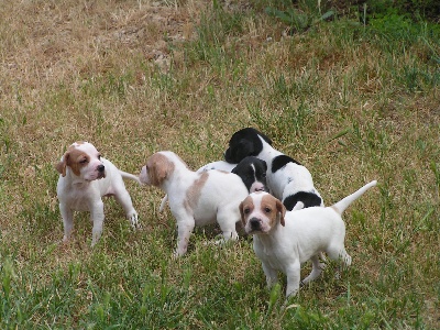 des Boutées de Quefelec - Chiots à 4 semaines