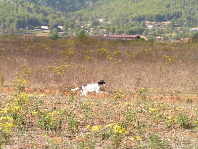 des Boutées de Quefelec - Hastro 1ére sortie en plaine