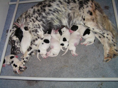 des Boutées de Quefelec - Naissance des chiots de Caline et de Crunch