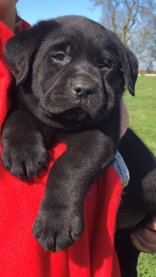 des grandes plaines de l'Artois - Chiots disponibles - Labrador Retriever