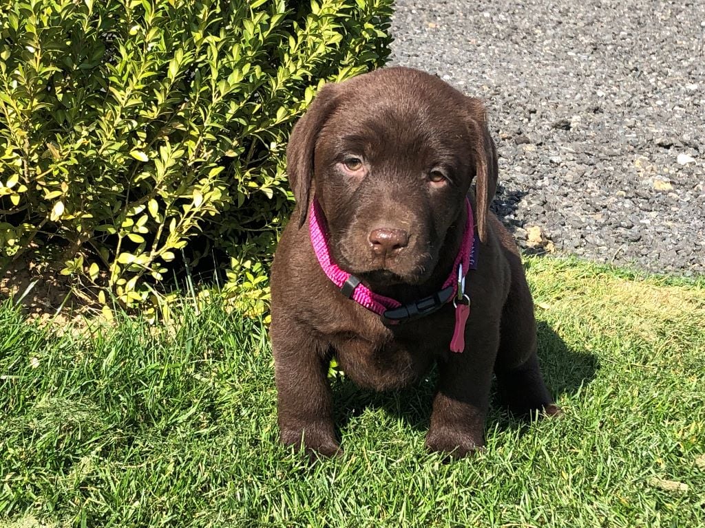 des grandes plaines de l'Artois - Chiots disponibles - Labrador Retriever