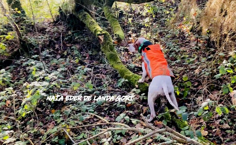 de landa gori - NAÏA EDER DE LANDA GORI ;Chasse la bécasse ! acte 1 l'arrêt !