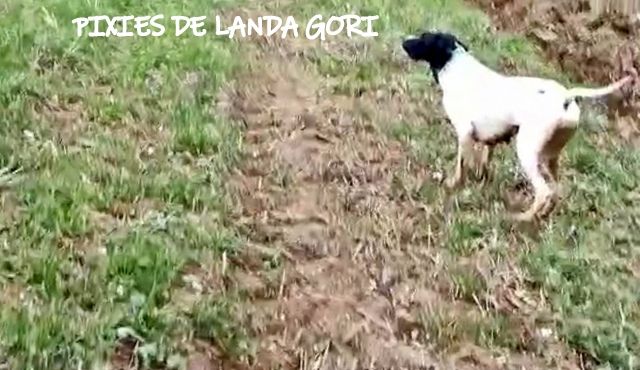 de landa gori - PIXIES DE LANDA GORI ;Entraînement perdreaux gris NORD !