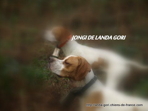 de landa gori - JONGI DE LANDA GORI...Chasse bécasse !!!