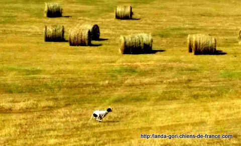 de landa gori - FILETA DE LANDA GORI ...Cailles sauvages...