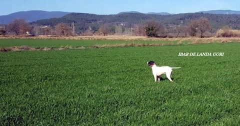 de landa gori - IBAR DE LANDA GORI ;Training perdreaux !!!