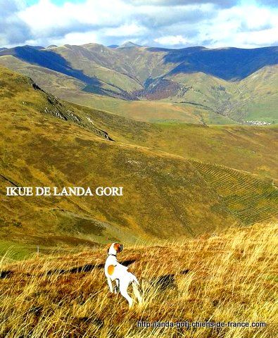 de landa gori - IKUE DE LANDA GORI..Chasse montagne Pyrénées !!!