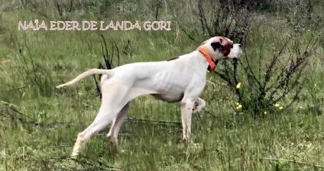 de landa gori - NAÏA EDER DE LANDA GORI Entraînement caille en Espagne !!