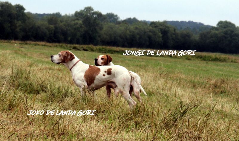 de landa gori - JONGI et JOKO DE LANDA GORI..Un beau duo sur cailles !