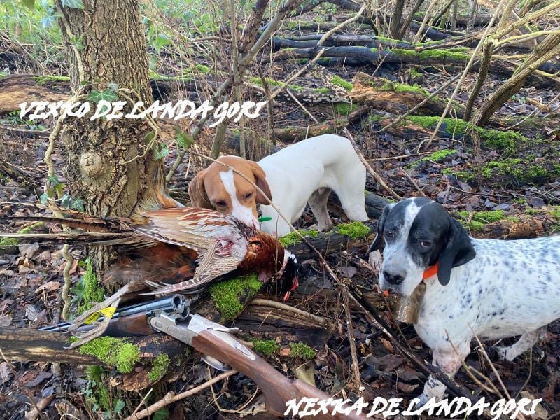 de landa gori - VEXKO DE LANDA GORI/Chasse bécasse et faisan naturel/AISNE