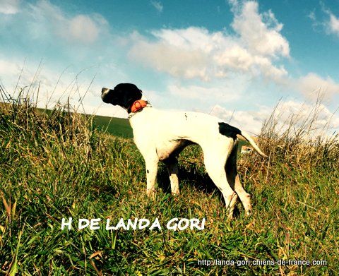 de landa gori - H DE LANDA GORI...1er EXCELLENT;GIBIER NATUREL !!!