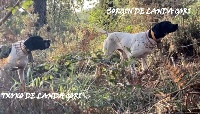 de landa gori - SORGIN DE LANDA GORI :Chasse la bécasse dans les LANDES !..