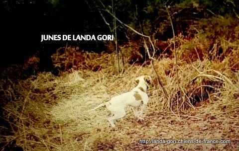 de landa gori - JUNES DE LANDA GORI...Chasse la bécasse !!!