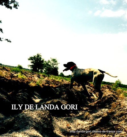 de landa gori - ILY DE LANDA GORI ..Training sur compagnies de "GRISE"