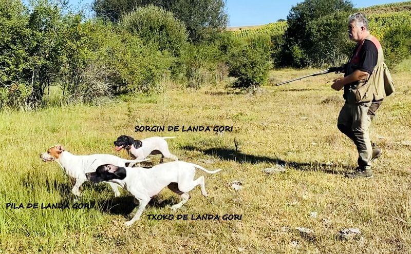 de landa gori - PILA SORGIN TXOKO DE LANDA GORI ;Chasse la caille en Espagne !