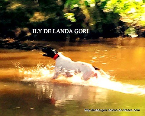 de landa gori - ILY DE LANDA GORI..Training sur "GRISES"