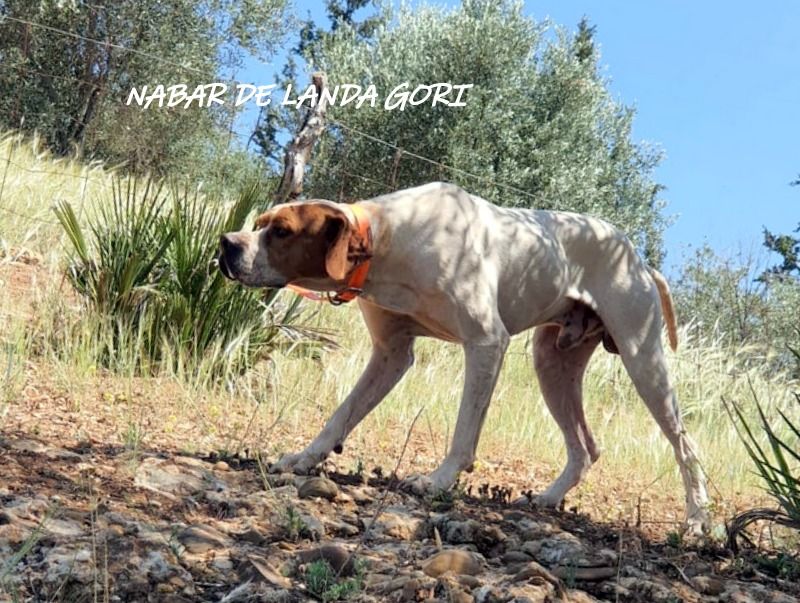 de landa gori - NABAR DE LANDA GORI : Entraînement MAROC !