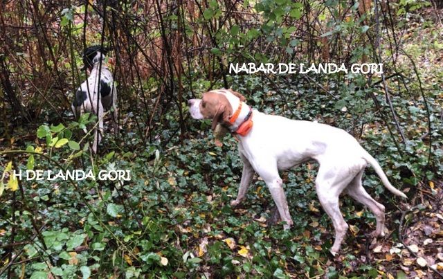 de landa gori - H et NABAR DE LANDA GORI ;Chasse la bécasse en BRETAGNE !