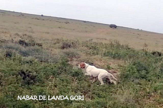 de landa gori - NABAR DE LANDA GORI :Entraînement Montagne Espagne !