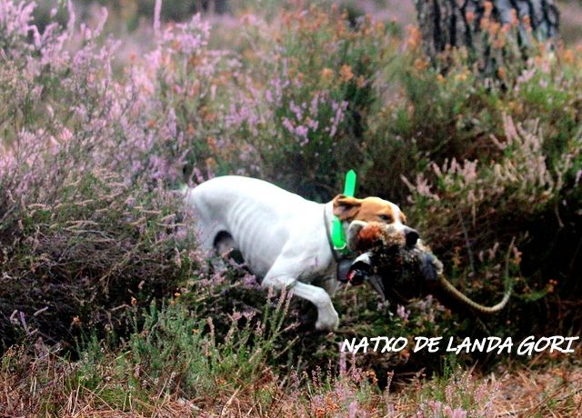 de landa gori - NATXO DE LANDA GORI :Chasse pratique HERM