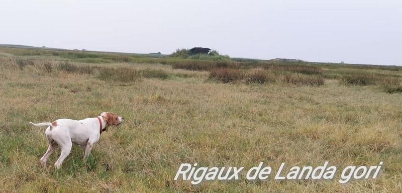 de landa gori - Les débuts de RIGAUX DE LANDA GORI ...