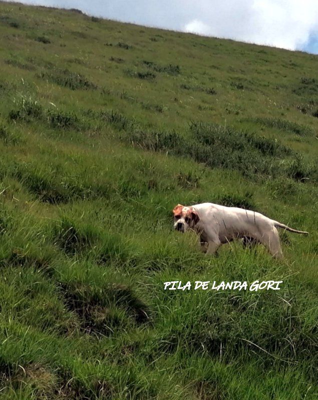 de landa gori - PILA DE LANDA GORI : Entraînement montagnes Cantabriques !