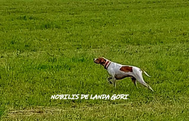 de landa gori - NOBILIS DE LANDA GORI :Entraînement perdreaux SERBIE !