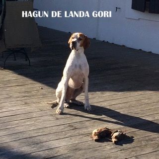 de landa gori - HAGUN DE LANDA GORI ; Chasse à la bécasse !!!