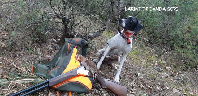 de landa gori - LARINE DE LANDA GORI : 1 bécasse baguée ..!