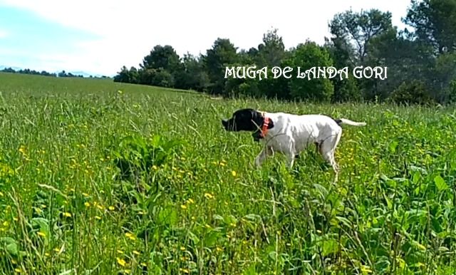 de landa gori - MUGA DE LANDA GORI ..Entraînement !