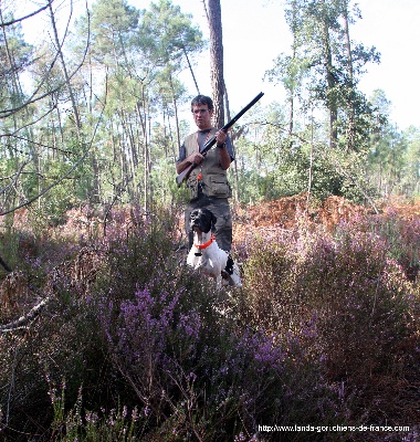 de landa gori - ENZO fils de ASKAR chasse dans les Landes