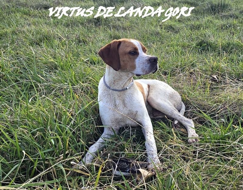 de landa gori - VIRTUS DE LANDA GORI(-6mois)/chasse la bécassine/LANDES