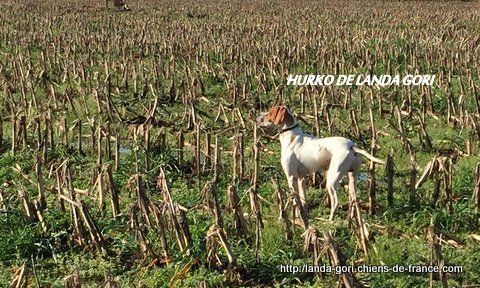 de landa gori - HURKO DE LANDA GORI ...Chasse aux bécassines !!!