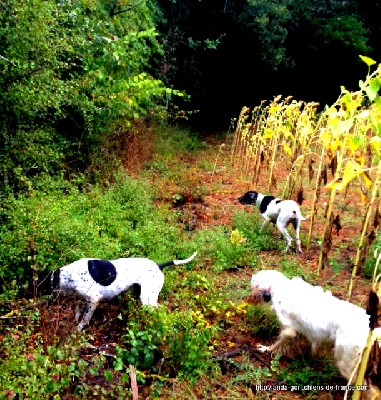 de landa gori - TUNA et ARGI DE LANDA GORI ..;Chasse !!