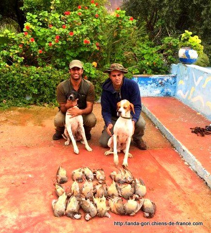 de landa gori - HEGO DE LANDA GORI..Chasse perdrix montagne MAROC !!