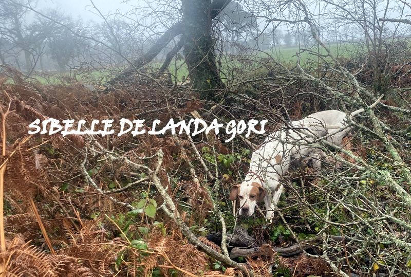 de landa gori - SIBELLE DE LANDA GORI :Chasse la bécasse en BRETAGNE !