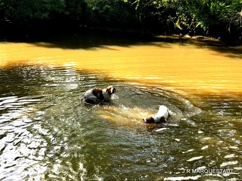 de landa gori - JONGI et JOKO DE LANDA GORI .Entraînement aquatique !!!