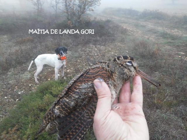 de landa gori - MAÏTIA DE LANDA GORI :Chasse à la bécasse PAYS BASQUE !