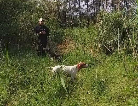 de landa gori - OR DE LANDA GORI arrêt sur râle des genets LIBAN 