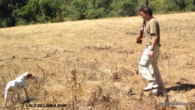 de landa gori - LOLO DE LANDA GORI...Training , chasse à la caille !!