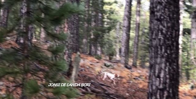 de landa gori - JONGI DE LANDA GORI ; Chasse la bécasse MONTAGNE CORSE !