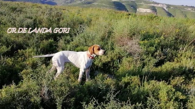 de landa gori - OR DE LANDA GORI ;Entraînement cailles sauvages LIBAN