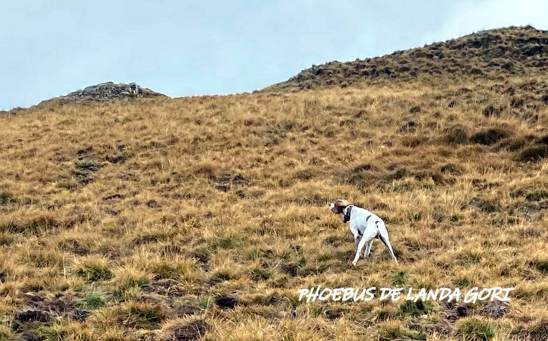 de landa gori - PHOEBUS DE LANDA GORI :Chasse perdix grises montagnes PYRENEENNES !