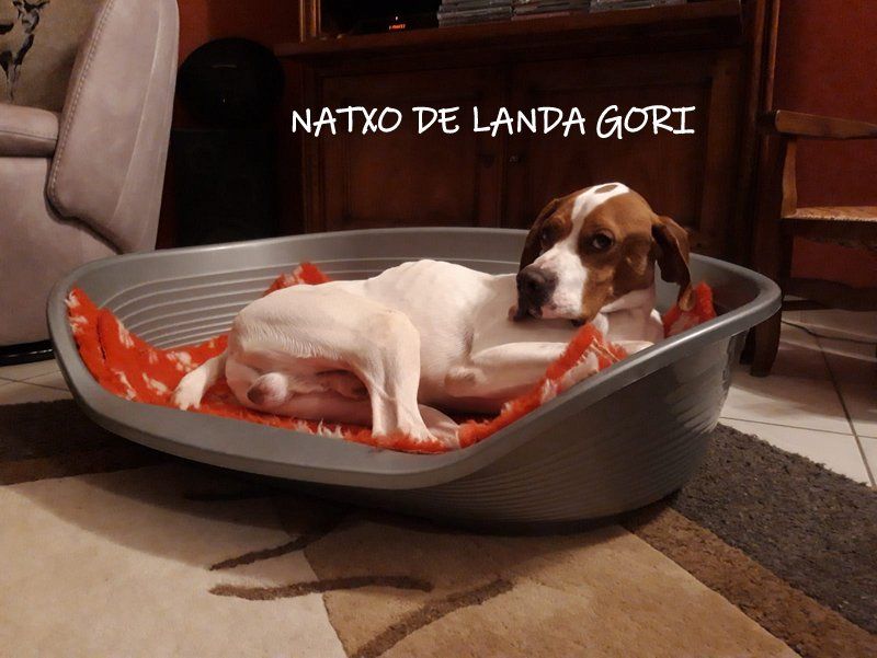 de landa gori - NATXO DE LANDA GORI ;Retour de chasse !OISE 