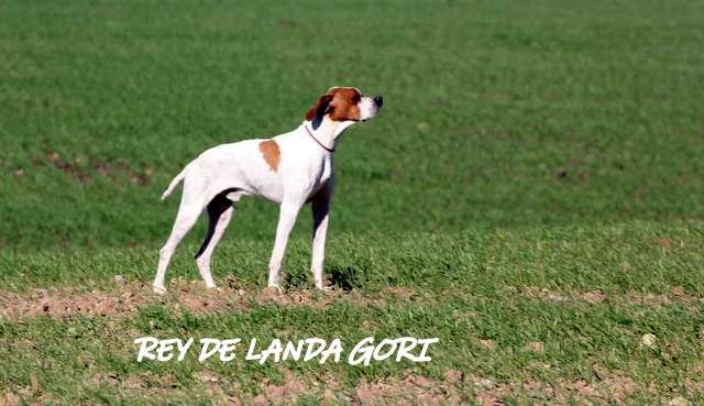 de landa gori - REY DE LANDA GORI :Entraînement ANDALUCIA !