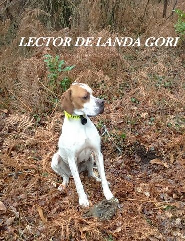 de landa gori - LECTOR DE LANDA GORI :Chasse à la bécasse !!!