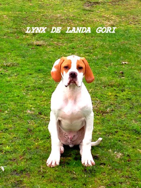 de landa gori - LYNX DE LANDA GORI...4 mois !!!