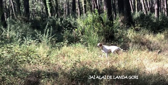 de landa gori - JAÏ ALAÏ DE LANDA GORI : Entraînement !..