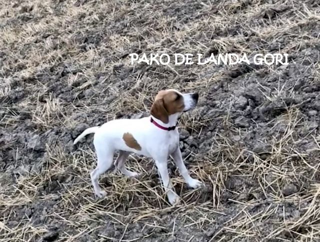 de landa gori - PACKO DE LANDA GORI ...